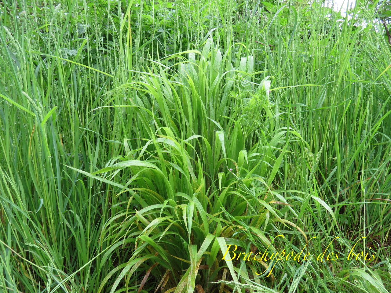 Brachypodium sylvaticum 4017t